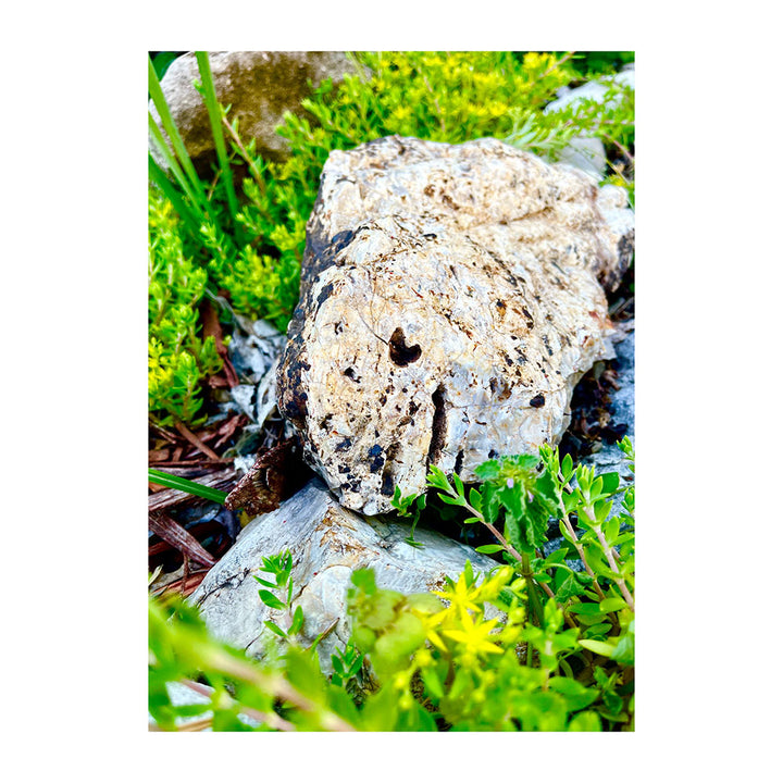 "Garden Rock" - The "I Love Eureka" Photography Print Series