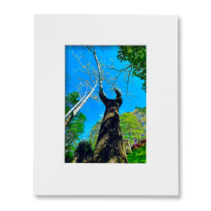 The "I Love Eureka" Photography Print Series - Reaching Upwards, Matted