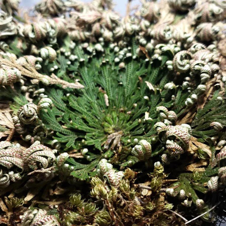 Resurrection Plant Full Mid-Bloom