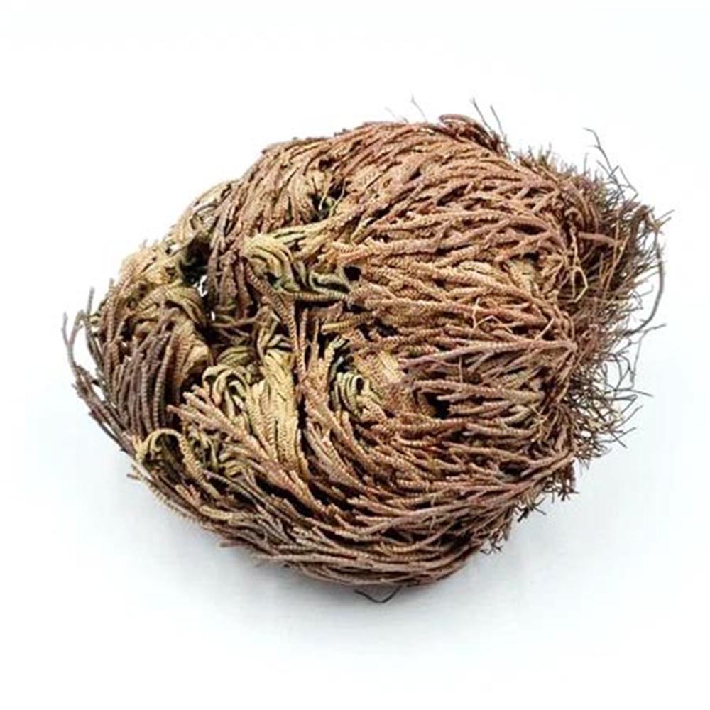 Resurrection Plant dormant dry view